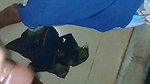 Blowjob and Oil Massage of Dick