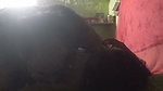 Unsatisfied Desi Village Bhabhi Fucked with Her Devar