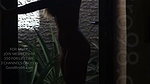 S stripchat ticket show