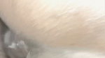 Village Wife and Husband Sex