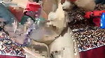 Girl 69 Face 32Min stripchat ticket show
