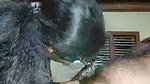 Couple Tamil stripchat ticket show