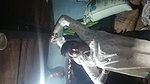 Village bhabhi making video for lover