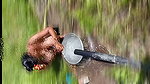 The desi stepsister of the village is bathing openly in the open field, bathing naked in the forest, brother-in-law is secretly watching the beautiful Bhabh