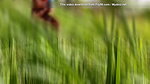The desi stepsister of the village is bathing openly in the open field, bathing naked in the forest, brother-in-law is secretly watching the beautiful Bhabh