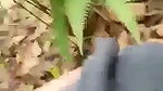 Lover Fucking In Jungle