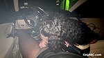 Persia Kay – Road head