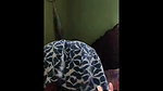 Bengali Cheater Milf Showing Asshole & Fingering updates 26