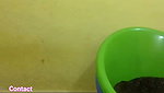 Telugu Girl 1 stripchat ticket show