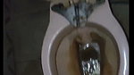 Masturbating in toilet and big cumshot