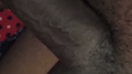 Bedtime Before a Small Blowjob Fun