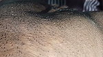 Desi bhabhi ass licking and fuck hard