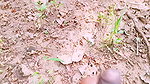 Outdoor Jungle Sex. Desi Bhabi Fucking Husbend’s Small Stepbrother Big Dick in Forest. Telugu Dirty Talks