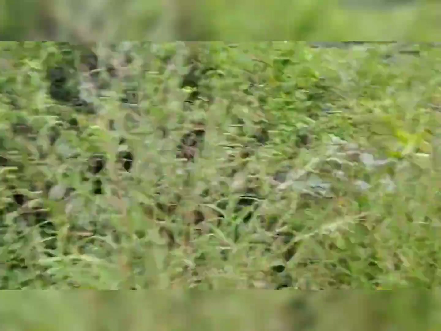 Frame 3