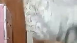 Horny Girl Showing Hot Boobs Give Deepthroat Blowjob Pussy Fingering Fucked 2 8