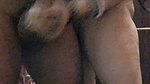 Sexy Hardcore Blowjob Given by Desi Hot Horny Wife
