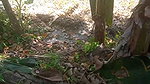Indian tamil bhabhi sex in outdoor banana grove