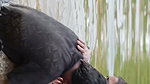 girl in wet blouse and skirt enjoyed in river