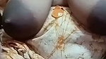 cute village wife chamet – (3)