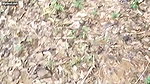 Desi fatty auntyy outdoor fun video 1