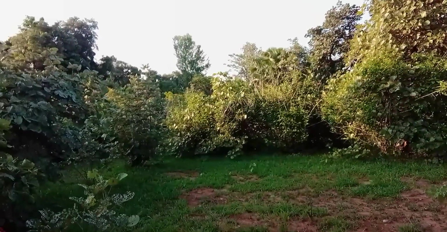 Deshi bihari bhabhi ko makai ke khet me choda
