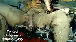 Housewife stripchat ticket show