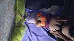 Bhabi ke sath hard chuday rat me. Indian desi sex video