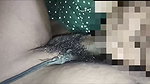 Desi couple Hot porn & suck my black cock by my desi wife