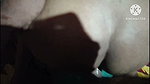 Desi hot girls sex video