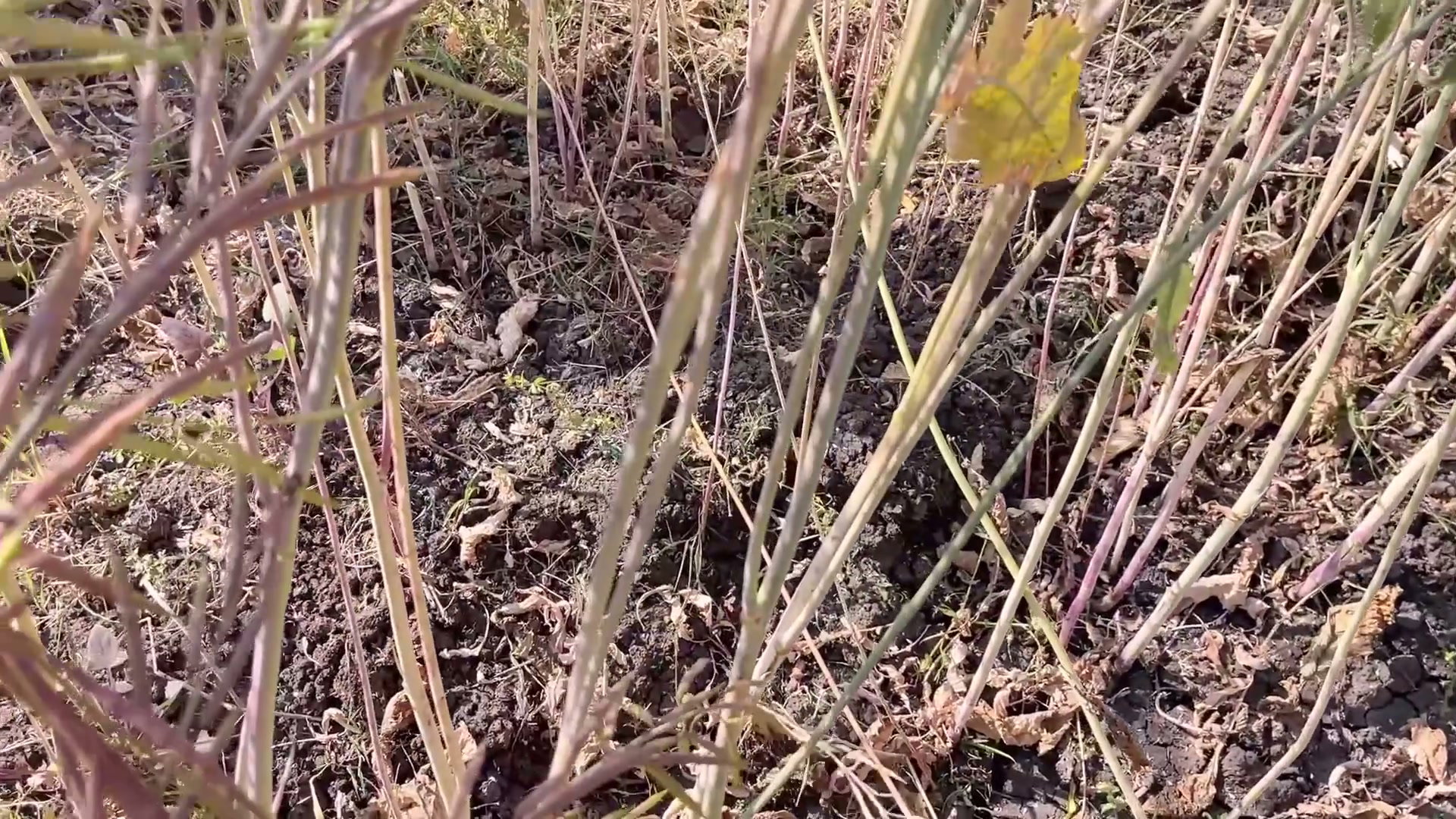 Frame 9