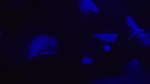 Indian Couple Fucking in Night