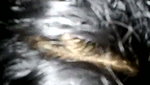 Indian Deepthroat Blowjob and Eating Cum Teen Swallow Big Dick Best Ever