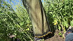 Married step sister has fun with her step brother in the village fields xxx video full he