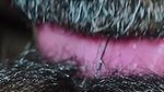 My hairy pussy liking my neiber men