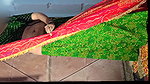 Desi village couple caught by camera. Couple take advantage when they alone