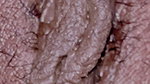 Hairy close up pussy
