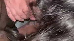 DESI BABE GIVING BLOWJOB TO BIG COCK ( 2 CLIPS ) (2) 1