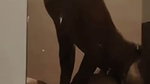 BIGGASS BENGALI MAAL GF SUCKING COCK & HARD FUCKED BY BF UPDATES 5 CLIPS 4