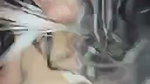 Beautiful Bigboob Sexy Indian Baddie Blowjob Riding On Bf Moaning