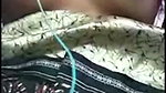 Mallu Girlfriend Kissing Giving a Blowjob Showing Boobs & Pussy in VC