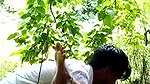 Desi Lovers Fucking In Jungle