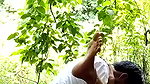 Desi Lovers Fucking In Jungle