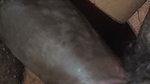 Dears Today I Show My Milky Boobs Shaking