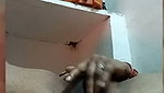 Village Bhabhi Showing On Cam 2