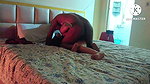 Hotwife Cheated