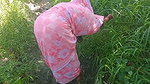 Indian Tamil Bhabhi Sex in Outdoor Banana Grove