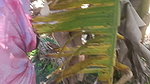 Indian Tamil Bhabhi Sex in Outdoor Banana Grove