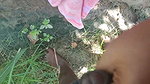 Indian Tamil Bhabhi Sex in Outdoor Banana Grove