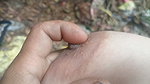 Nepali Outdoor Jungle Aunty Sex