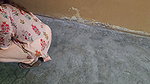 Pakistani Horny House Maid